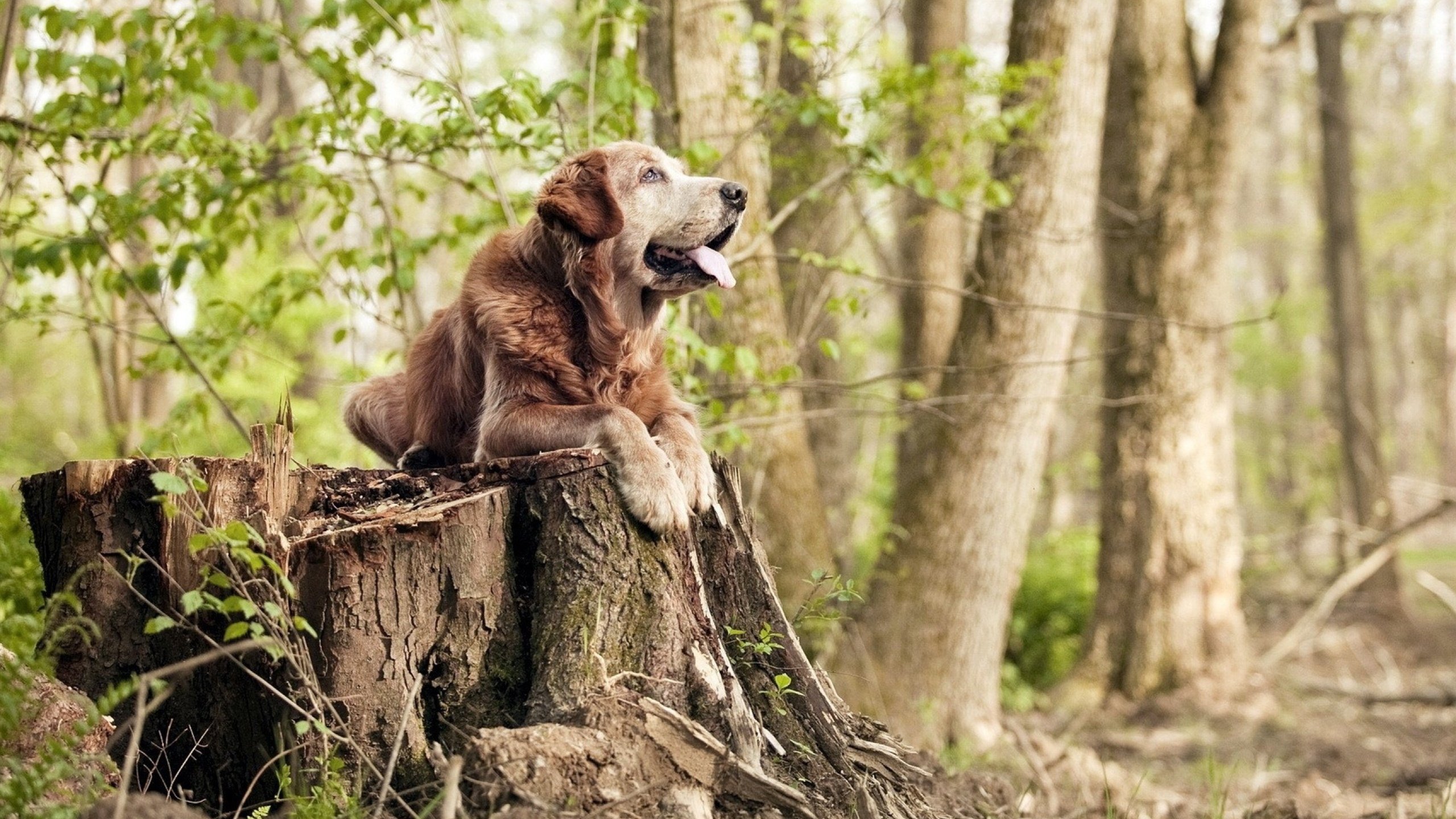 黑马逆袭！波兰掀翻篮球巨人，低调英雄戈麦斯在抢七夜一战封神