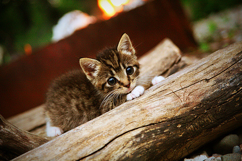 当火箭VS76人，所有人的镜头却对准观众席—布克的意外现身如何抢走了一场常规赛的风头