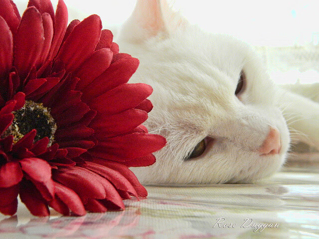 数据霸权与地缘足球，当孔德统治屏幕，伊朗碾碎北伦敦的傲慢